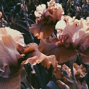 Meet your Posher, Sydney